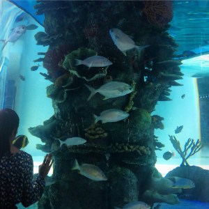 Fishtank in Sambil