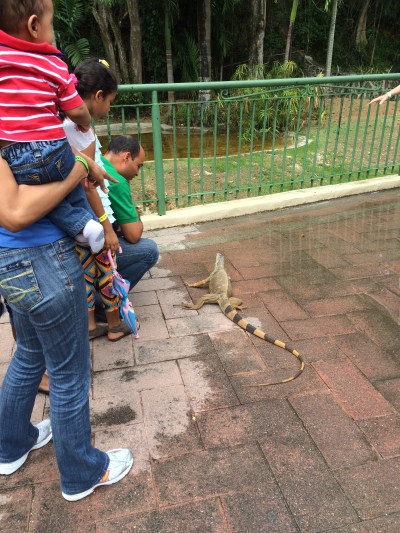 Iguana loose at the Zoo