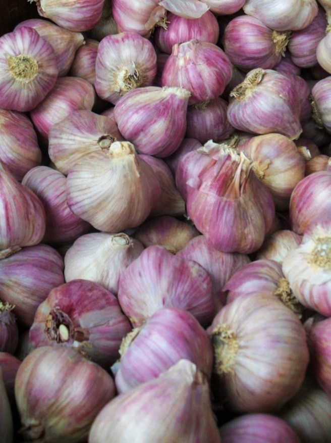 garlic